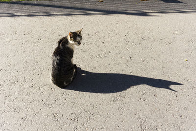 High angle view of cat on street