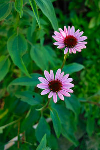 Close-up of pink flower