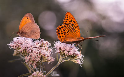 Close-up of butterfly on flower