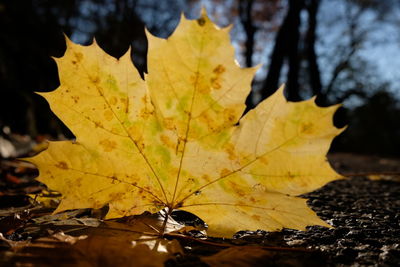 Close-up of yellow maple leaves