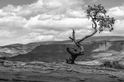 Bare tree on top of mountain against sky
