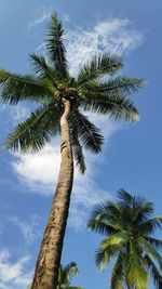 Low angle view of palm tree against sky