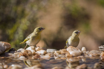 Close-up of birds perching