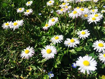 Flowers blooming outdoors