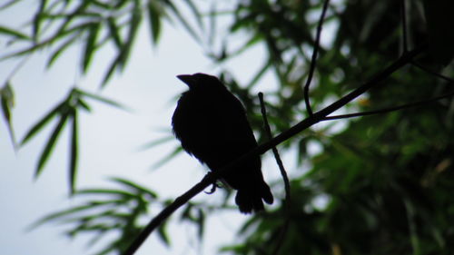 Bird perching on tree trunk