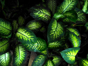 Full frame shot of fresh green plants