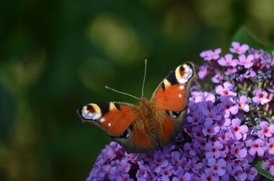 Close-up of butterfly pollinating on flower