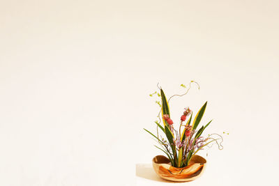 Close-up of potted plant against white background