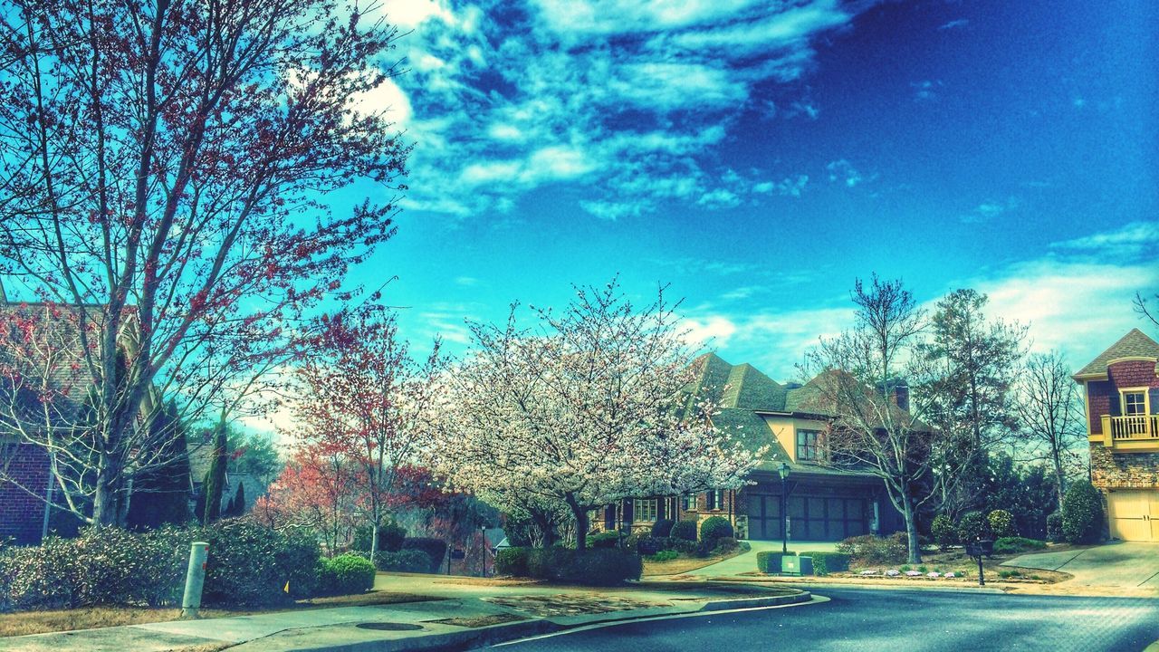 tree, building exterior, sky, architecture, built structure, blue, cloud - sky, house, bare tree, illuminated, street light, cloud, street, road, nature, outdoors, dusk, no people, growth, residential building