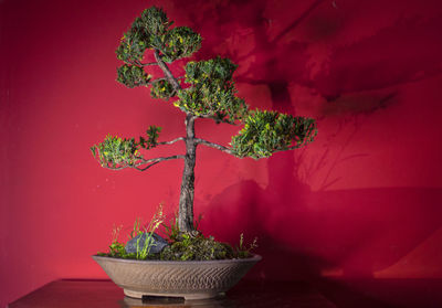 Potted plant on table