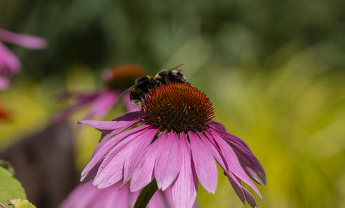 Close-up of honey bee pollinating on purple flower