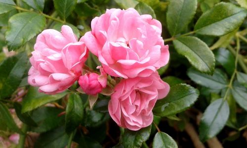 Close-up of pink flowers