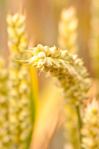 Close-up of yellow flowering plant