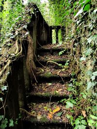 Ivy growing in forest