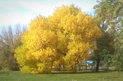 Trees growing on field