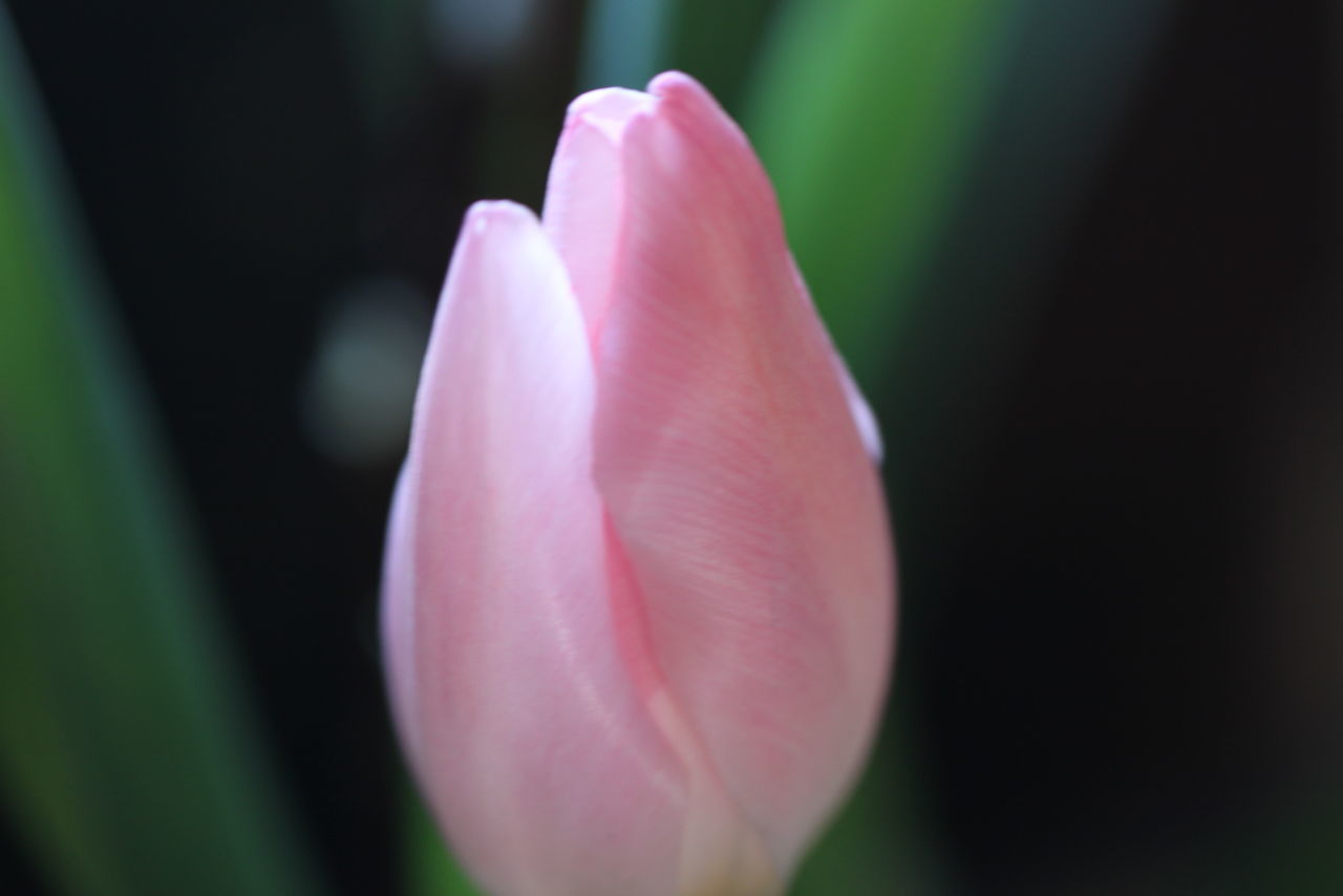 CLOSE UP OF PINK TULIP