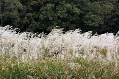 Plants growing on field