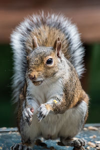 Close-up of squirrel