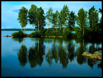 Reflection of trees in water