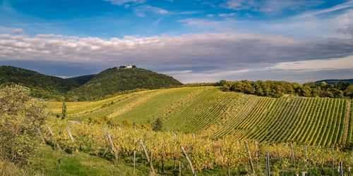 Scenic view of vineyard against sky