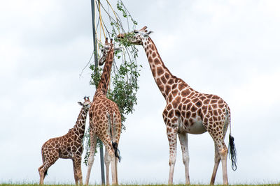 Giraffe by tree against sky