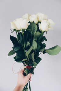 Close-up of hand holding rose against white background