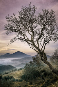 Tree by sea against sky