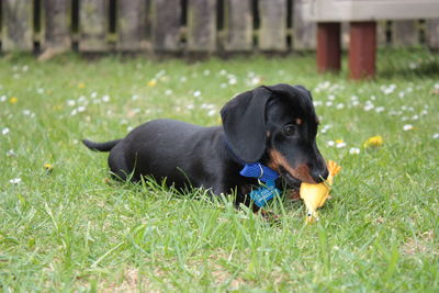 Black dog lying on grass