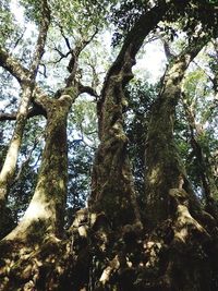 Low angle view of trees in forest
