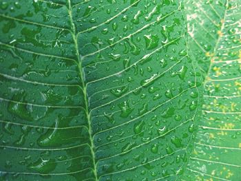 Full frame shot of water drops on leaf