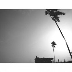 Low angle view of palm trees against clear sky