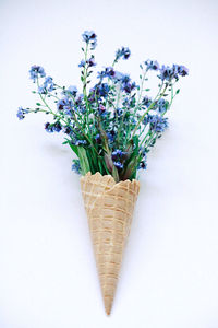 High angle view of flowering plant in vase against white background