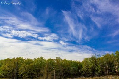 Low angle view of trees against sky