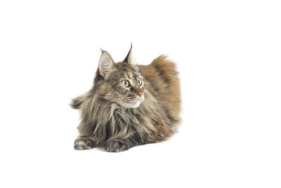 Close-up of a cat looking away against white background