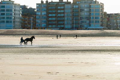 View of dog on beach