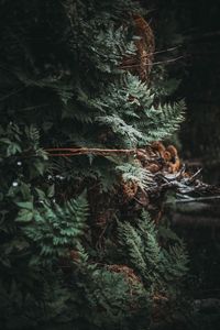 Close-up of christmas tree in forest