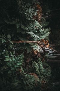 Close-up of christmas tree in forest