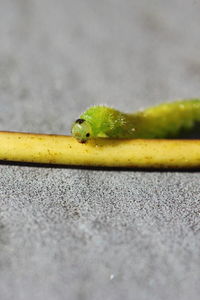 Close-up of insect