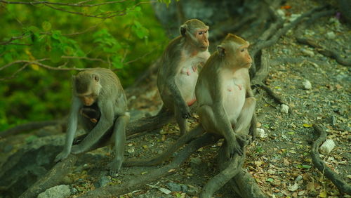 Monkey sitting in a park