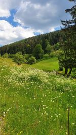 Scenic view of field against sky