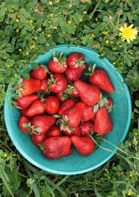 High angle view of strawberries in field