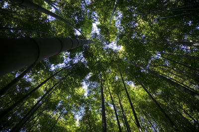 Low angle view of trees in forest