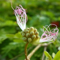 Close-up of flower blooming outdoors