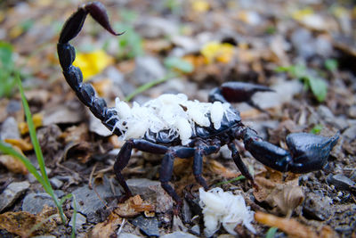 Close-up of dead plant on ground