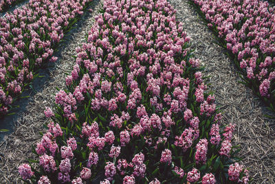 High angle view of pink flowering plants on field