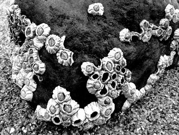 High angle view of rocks in water