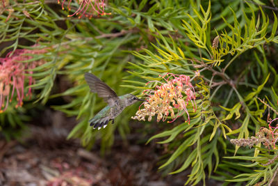 Close up view of an anna's hummingbird in southern california