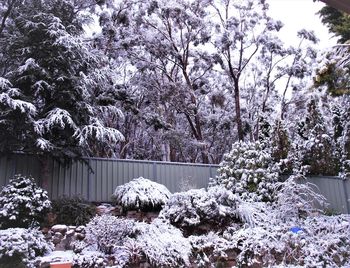 View of cherry blossom tree during winter