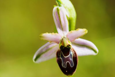 Close-up of wild orchis-ophrys 