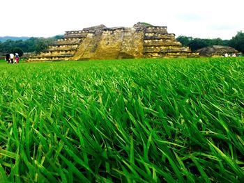 agriculture